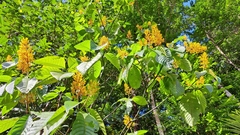 Palicourea guianensis