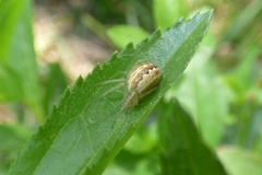 Larinia