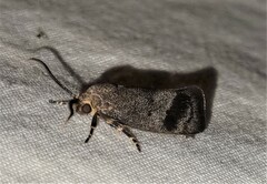 Pycnocera hypoxantha