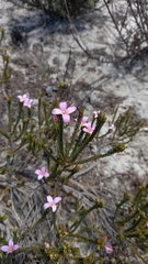 Lachnaea grandiflora