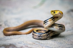 Coelognathus radiatus