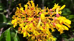 Palicourea guianensis