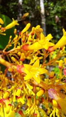 Palicourea guianensis