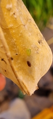 Sericoderus