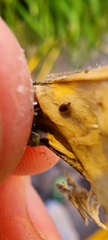 Sericoderus