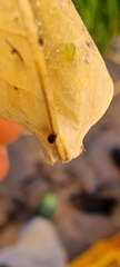 Sericoderus