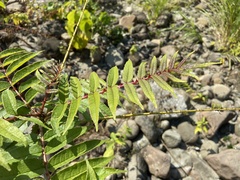 Zanthoxylum ailanthoides