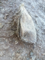 Isognomon