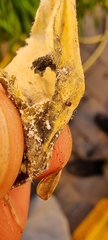 Sericoderus