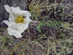 Mandevilla petraea