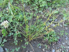 Juncus dudleyi