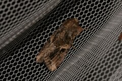 Spodoptera umbraculata