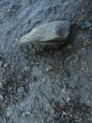 Isognomon