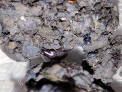 Chaetophiloscia hastata