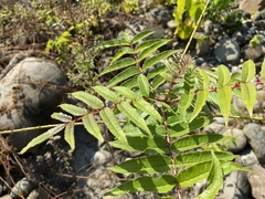 Zanthoxylum ailanthoides