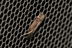 Chaliniastis astrapaea