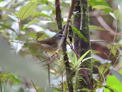 Myiothlypis rivularis