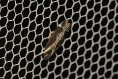 Chaliniastis astrapaea