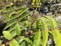 Zanthoxylum ailanthoides
