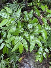 Disporum kawakamii