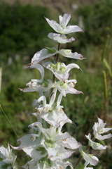 Salvia sclarea