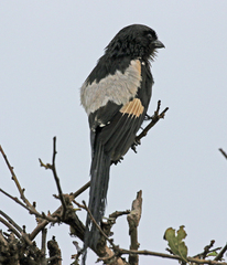 Lanius melanoleucus