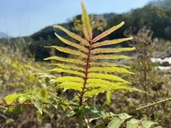 Zanthoxylum ailanthoides