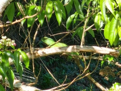 Physignathus cocincinus