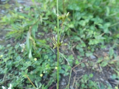 Juncus dudleyi