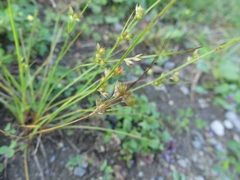 Juncus dudleyi