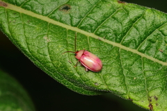 Asphaera hilaris