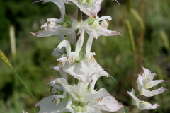Salvia sclarea