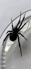 Latrodectus mirabilis
