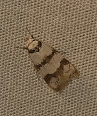 Chezala brachypepla