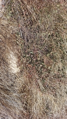 Hermannia procumbens