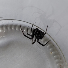 Latrodectus mirabilis