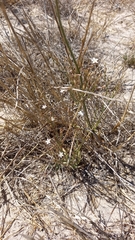 Wahlenbergia cernua