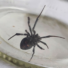 Latrodectus mirabilis