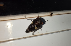 Eurymeloides bicincta