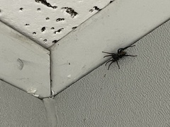 Castianeira descripta