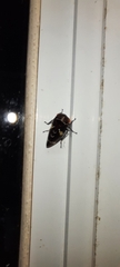 Eurymeloides bicincta