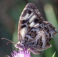 Chazara heydenreichi