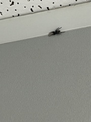 Castianeira descripta