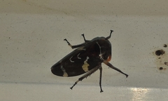 Eurymeloides bicincta