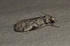 Philobota thiocrossa