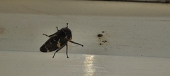 Eurymeloides bicincta