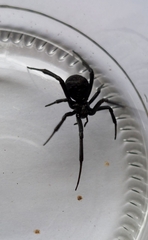 Latrodectus mirabilis