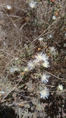 Drosanthemum calycinum