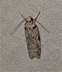 Philobota thiocrossa