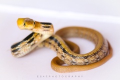 Coelognathus radiatus